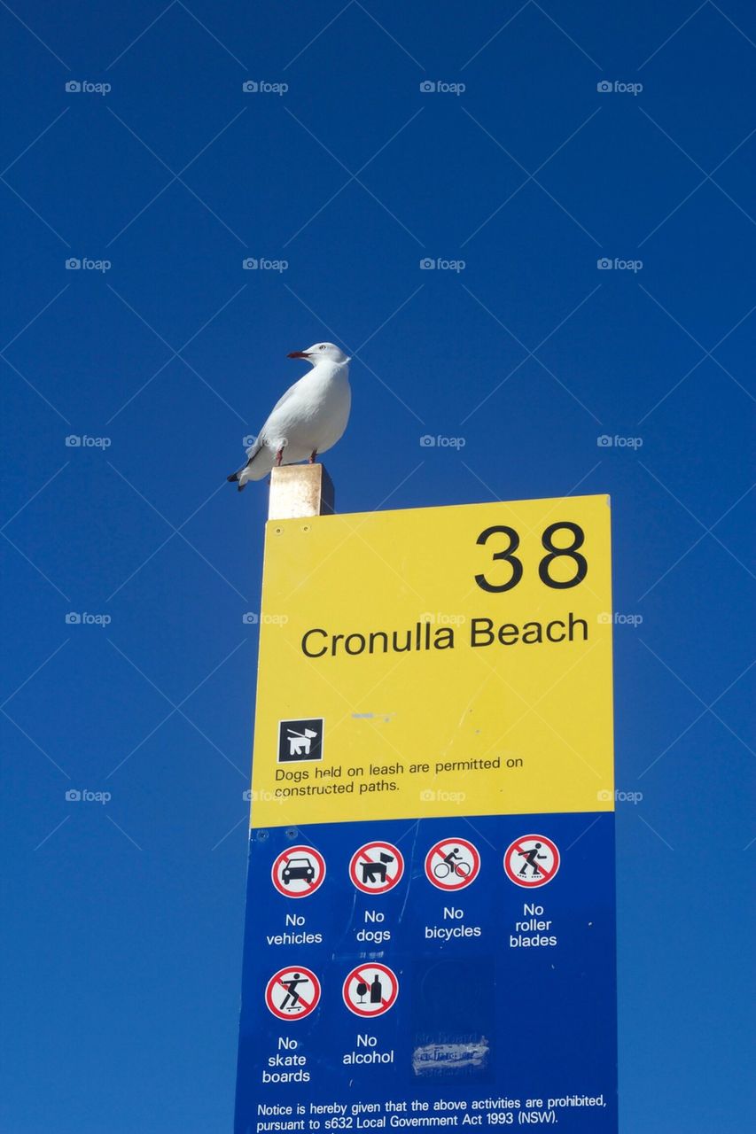 Cronulla seagull