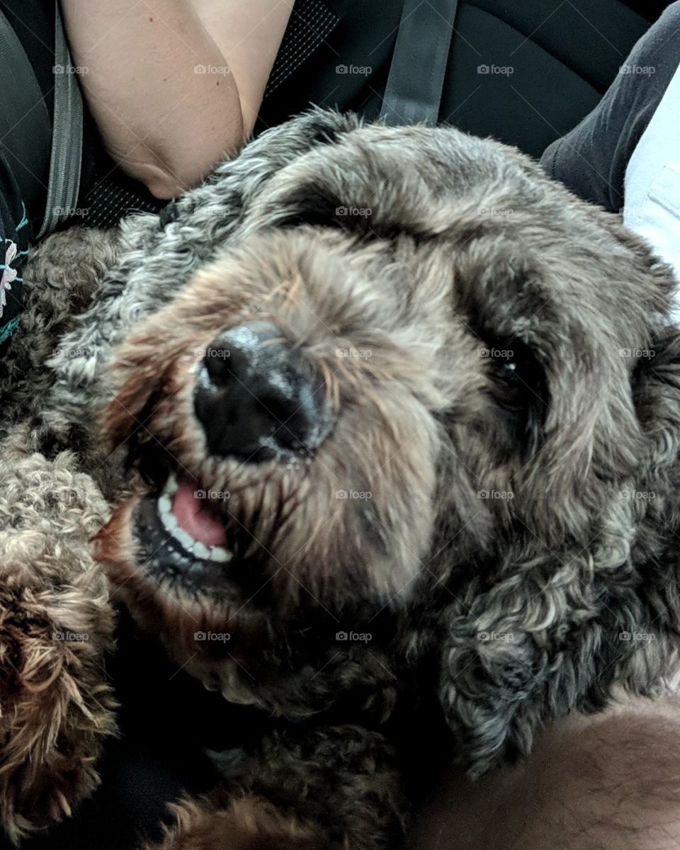 Our smiling cavoodle