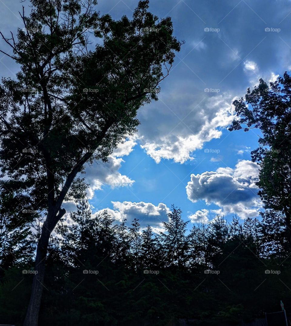 Clouds and Trees