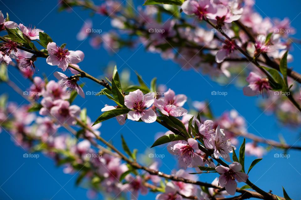 Pink flowers of a blooming tree and clear sky on background