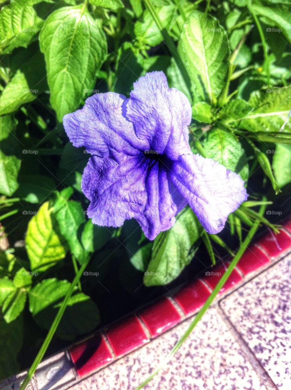 Purple flower