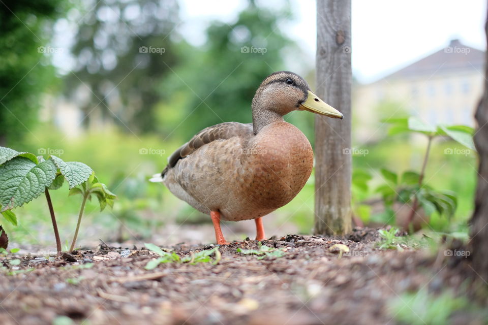 Mallard