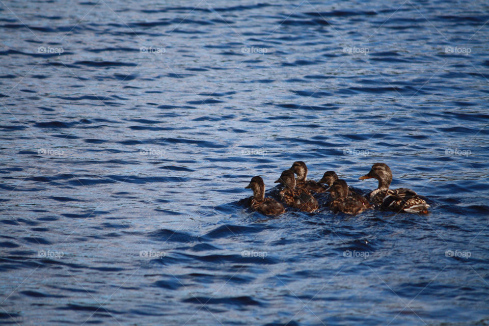 spring summer lake ducks by hollieking3