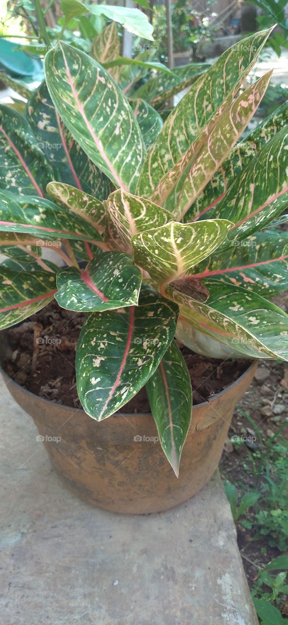 Aglaonema Chinese Evergreen Ornamental Plants