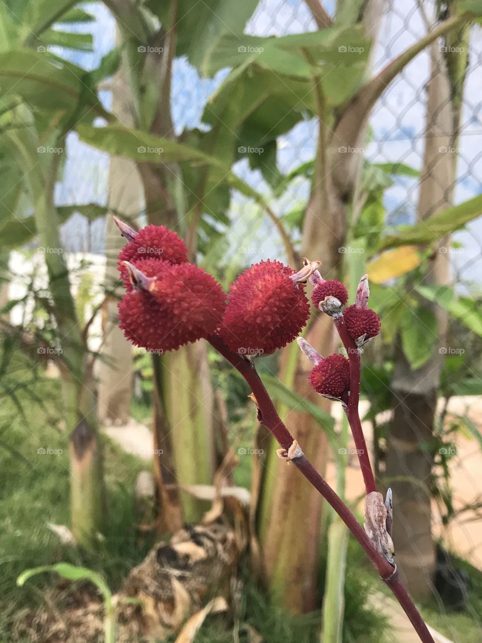 Sem identificação! Mas tem toda beleza que precisa ser mostrada.