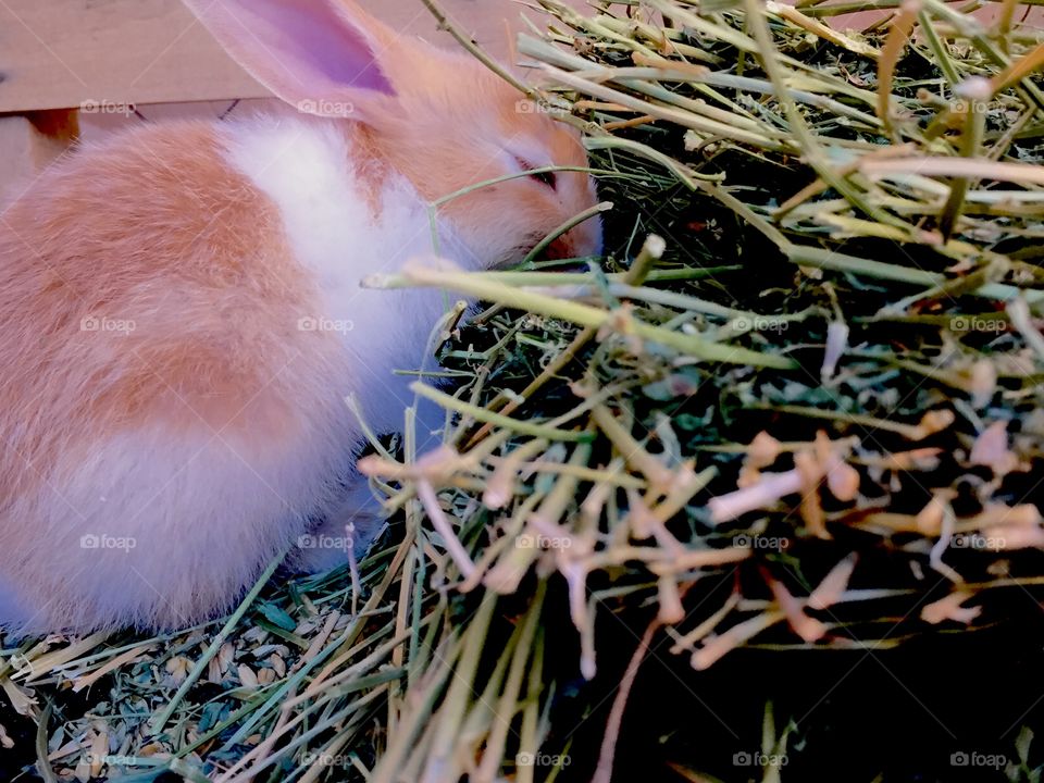 My Rabbit ❤️