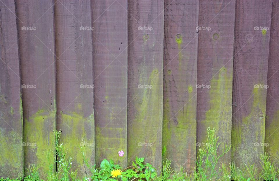 Wood Fence Background