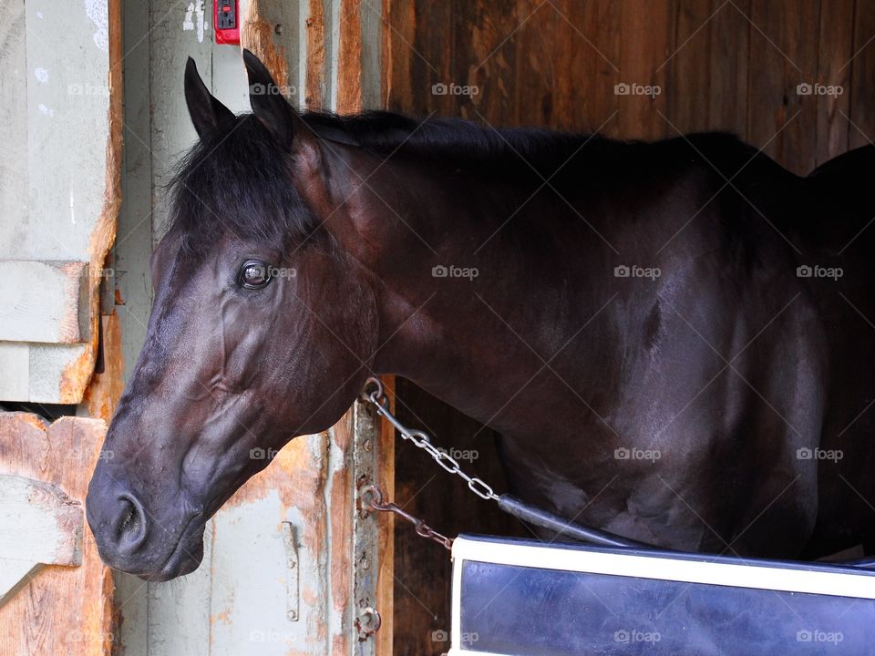 Good Morning from Saratoga. Horse Haven on the backstretch of the most historic track in the world. This lovely horse stands quietly in her stall.