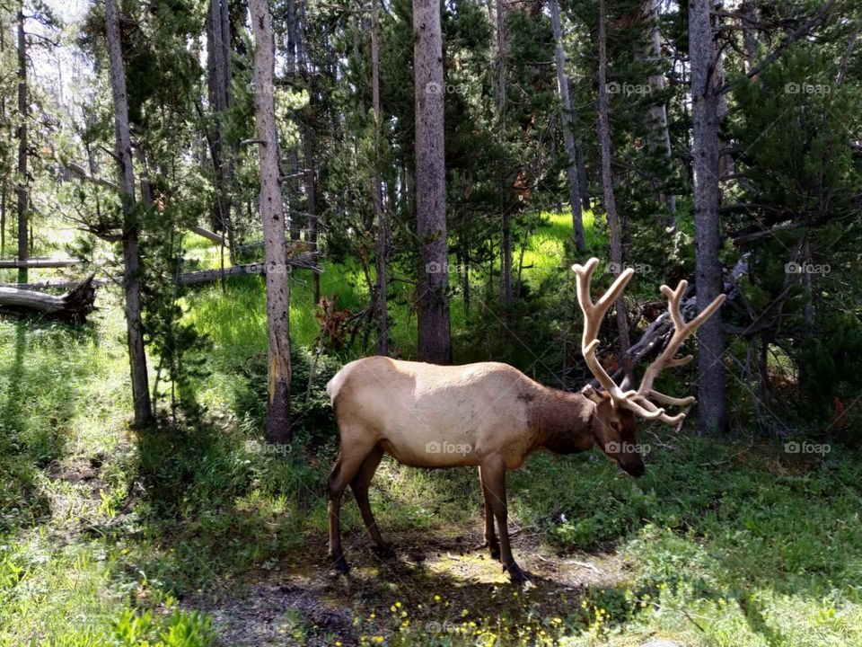 An elk, in the prime of its youth, away from its herd, spotted on the side of the road at Yellowstone National Park.