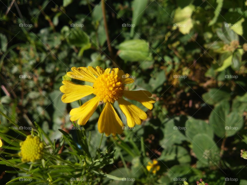 Beautyful macro shots!