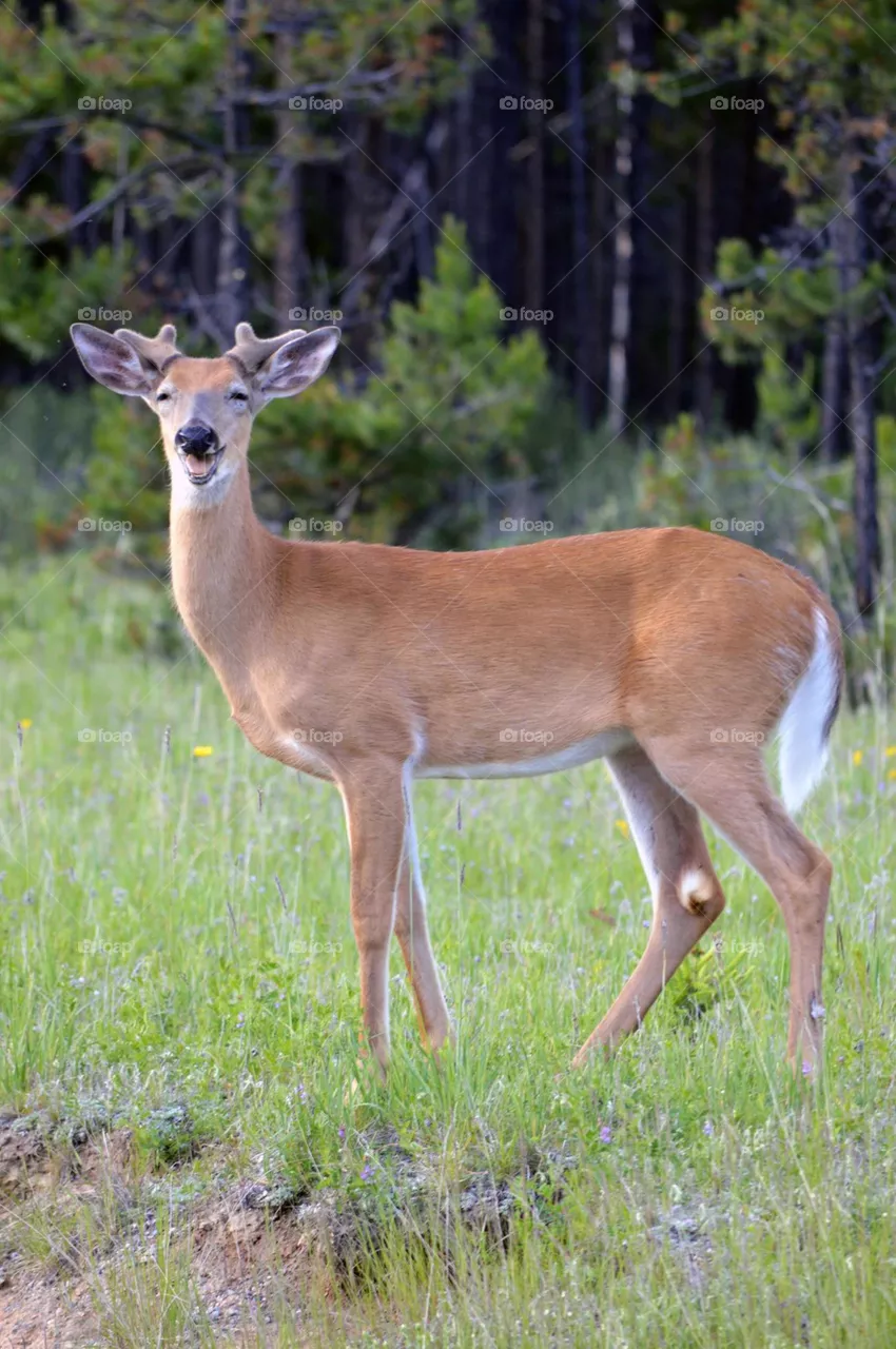 Deer