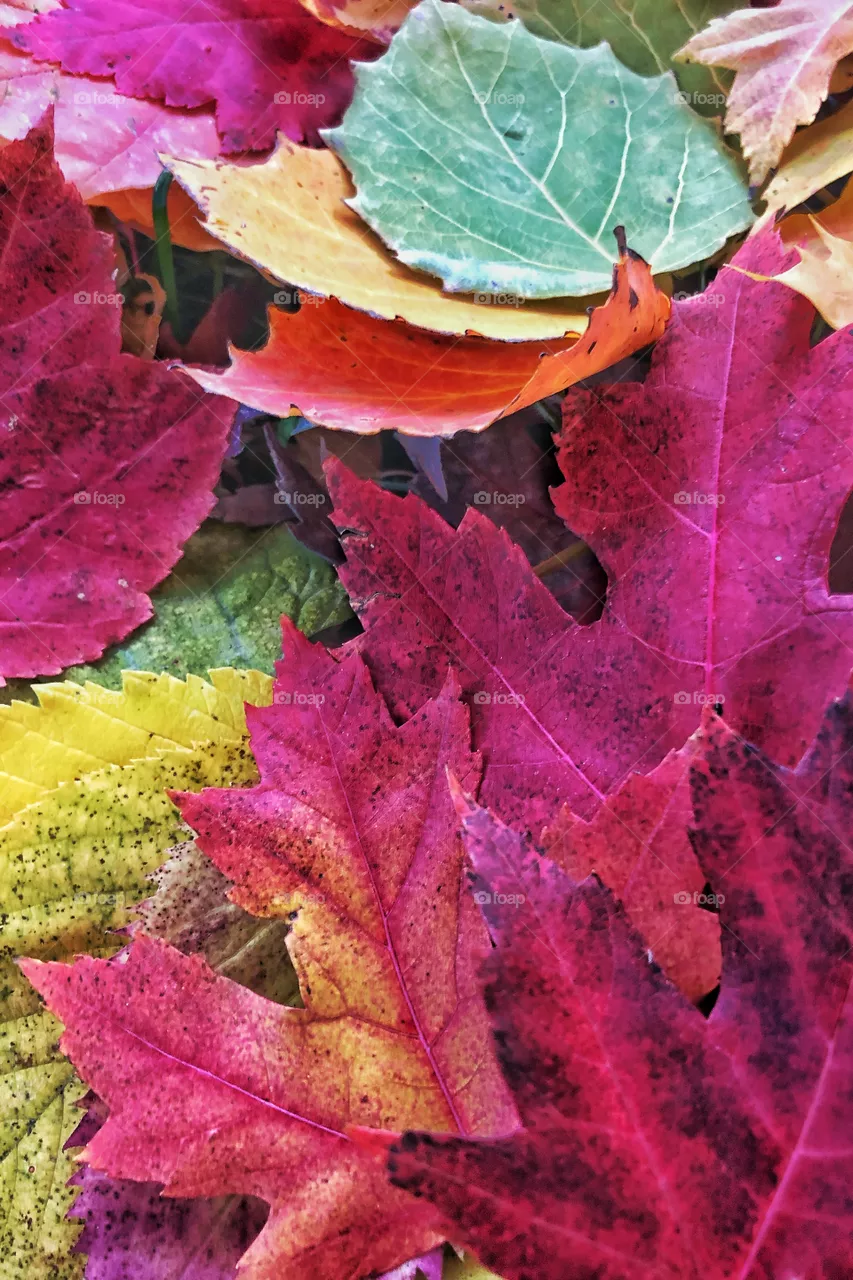 Leaves