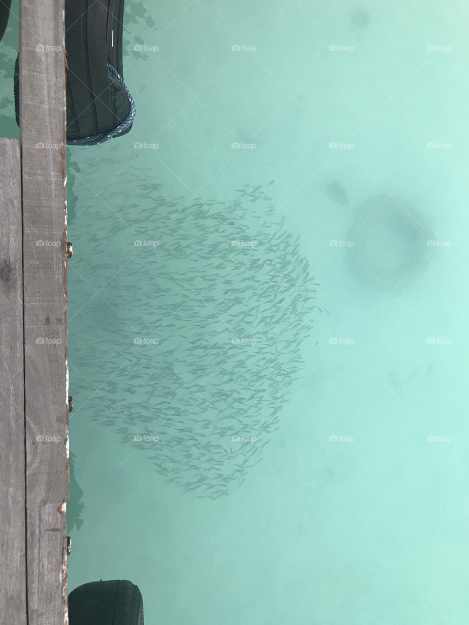 Shoal of fish