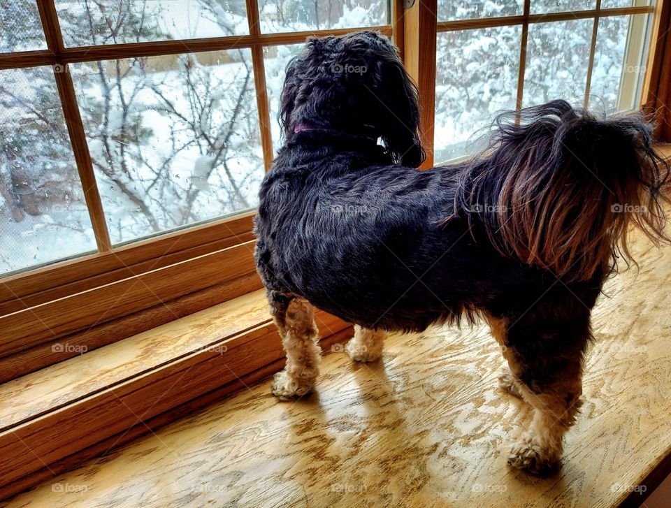 Dog in Window