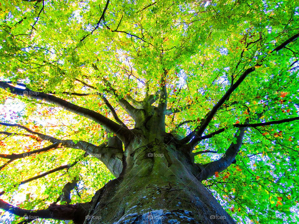 Leaf, Nature, Fall, Tree, Wood