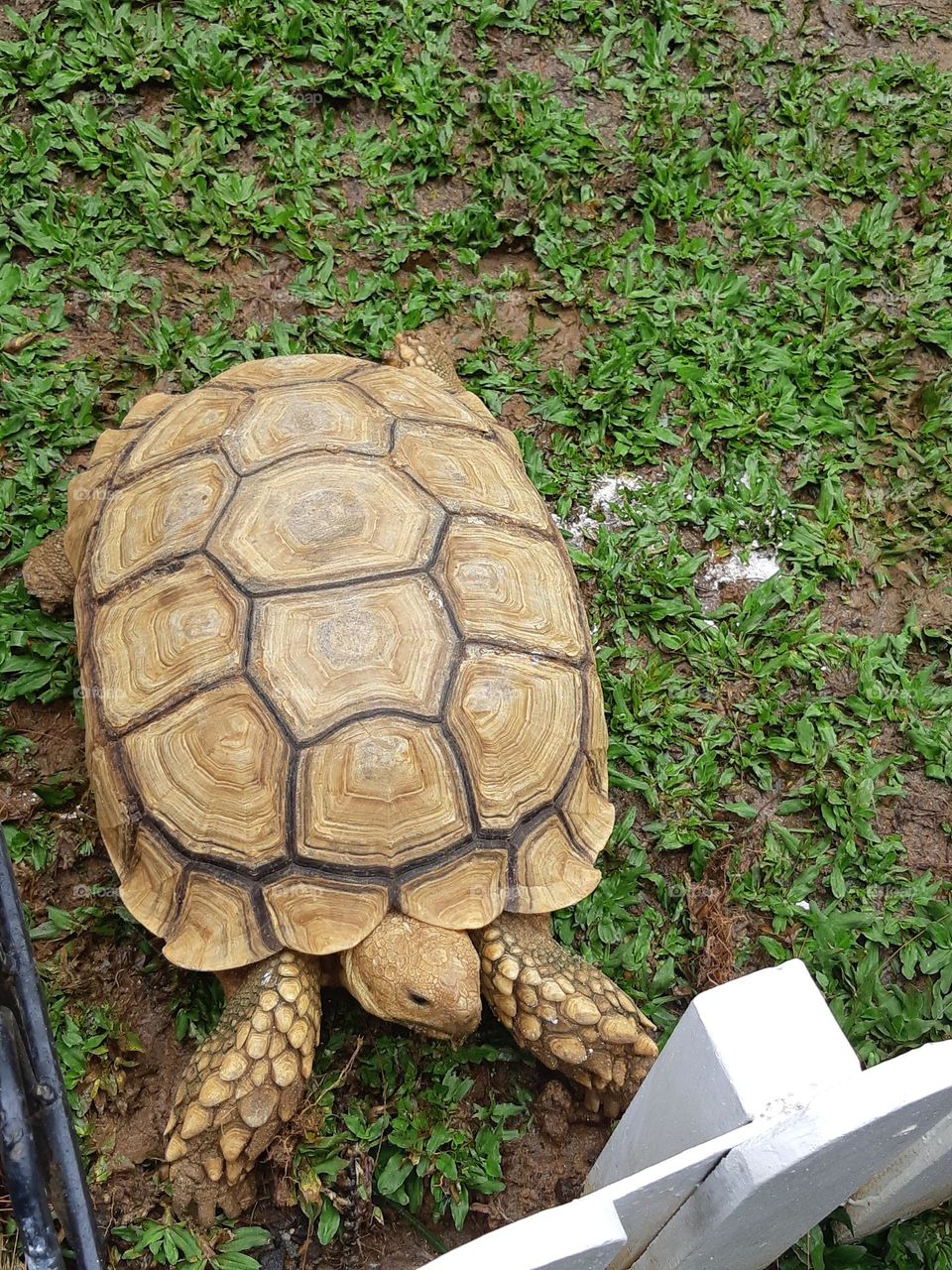 Turtle walking on the green grass