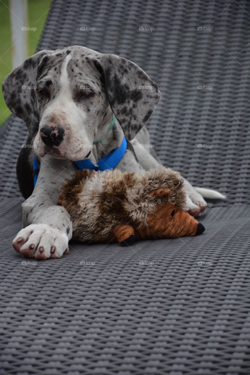 Great dane dog resting on sofa