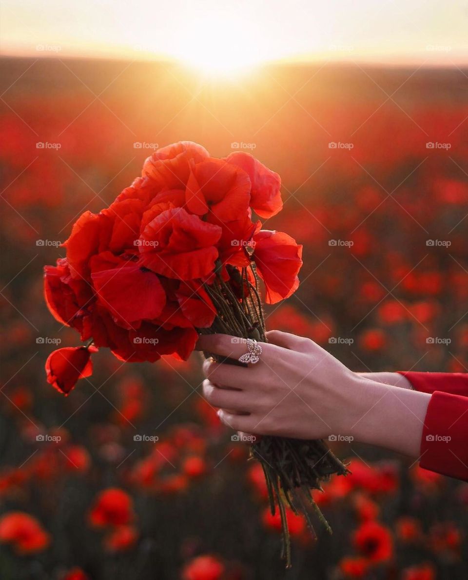magic sunset, nice sunset, beautiful red flowers