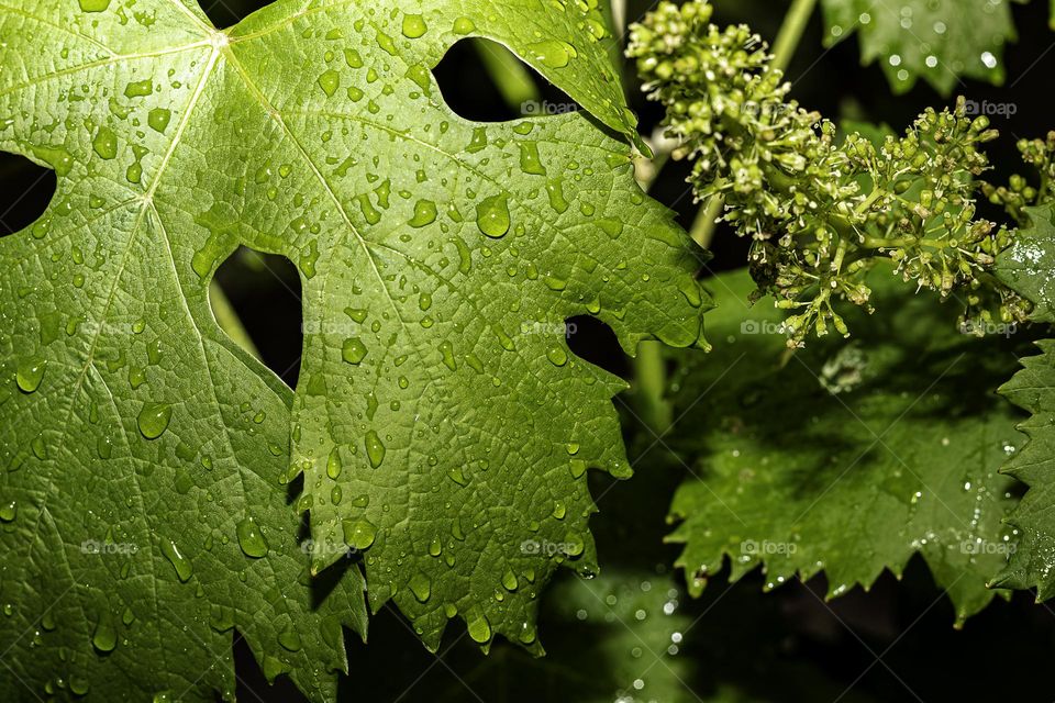 The night has fallen, the dewdrops have fallen, it is the flowers in the garden, waiting for the light to come again.