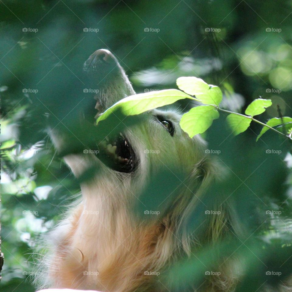 looking up through the trees in the dappled sunlight looking for squirrels