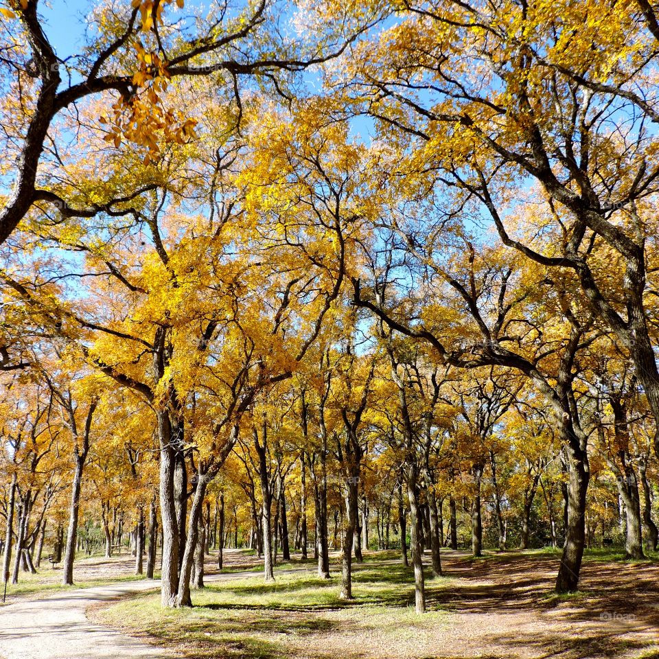 Fall foliage 