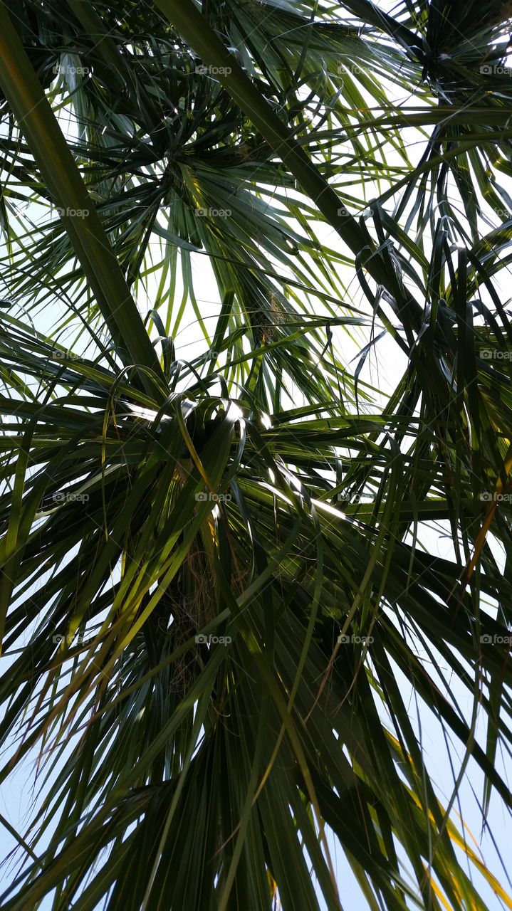 Not a bad view. Looking up through palm fronds