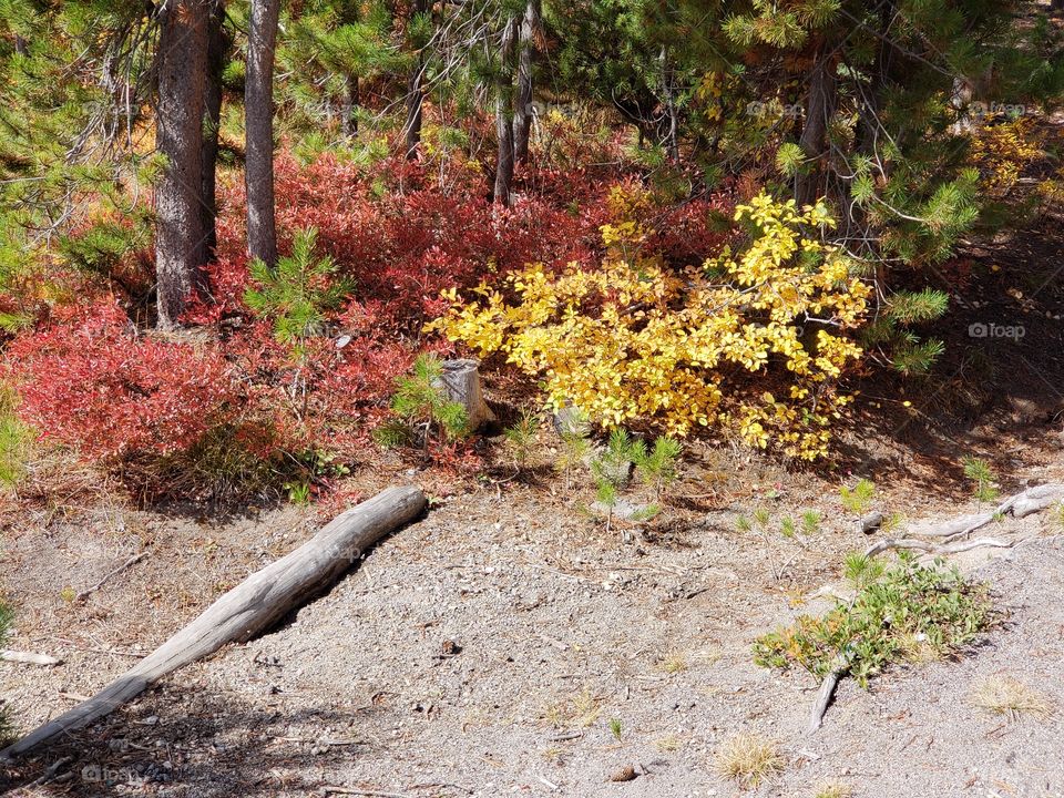 Brilliant fall colors of a landscape on the shores of Elk Lake in Oregon’s Cascade Mountains