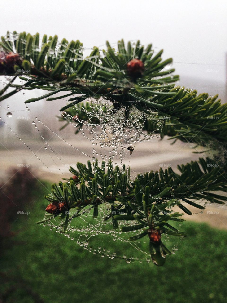 Dew on the web 