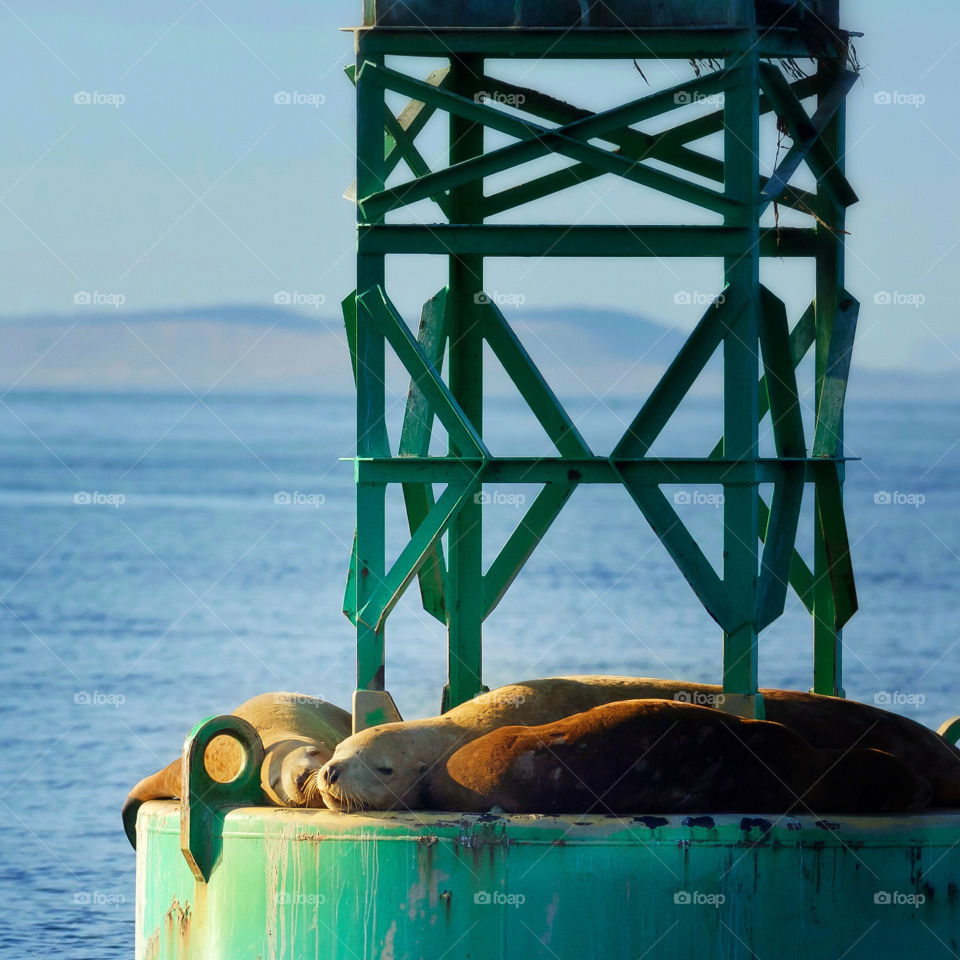 Steller Sea Lions resting on a buoy 