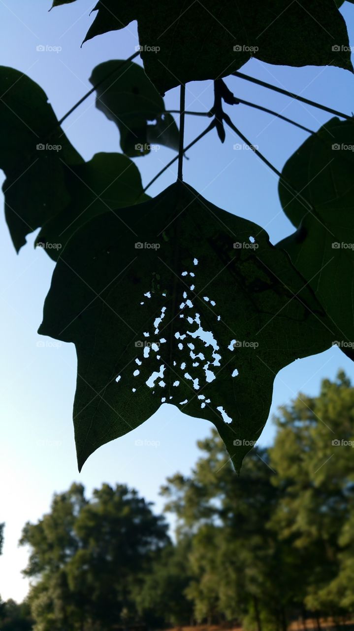 a leaf. a leaf with holls