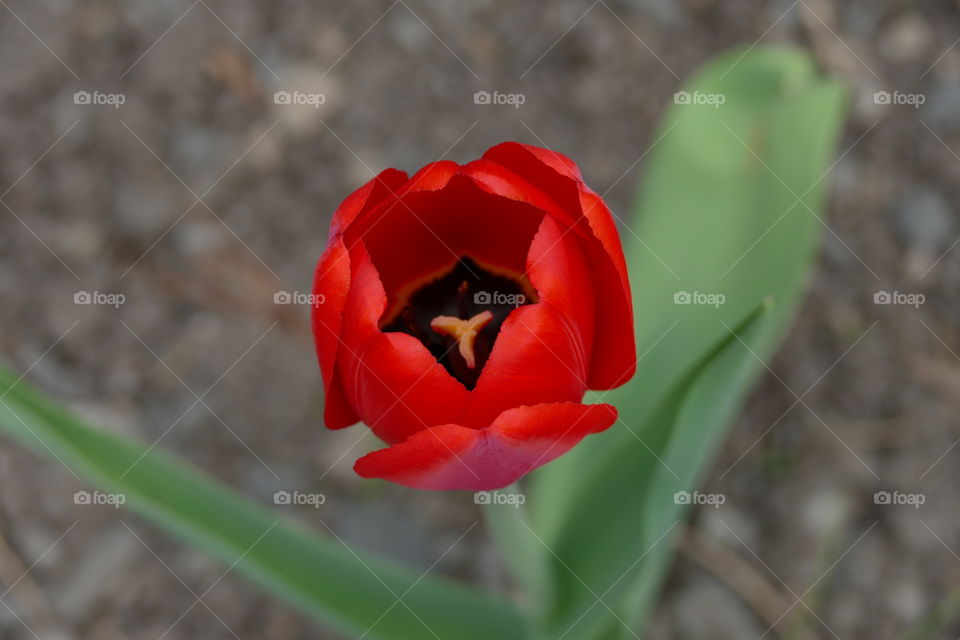 Red flower