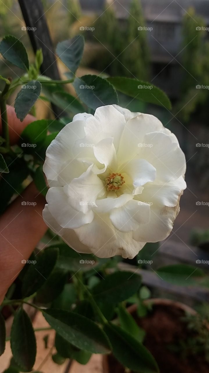 Beautiful white Rose