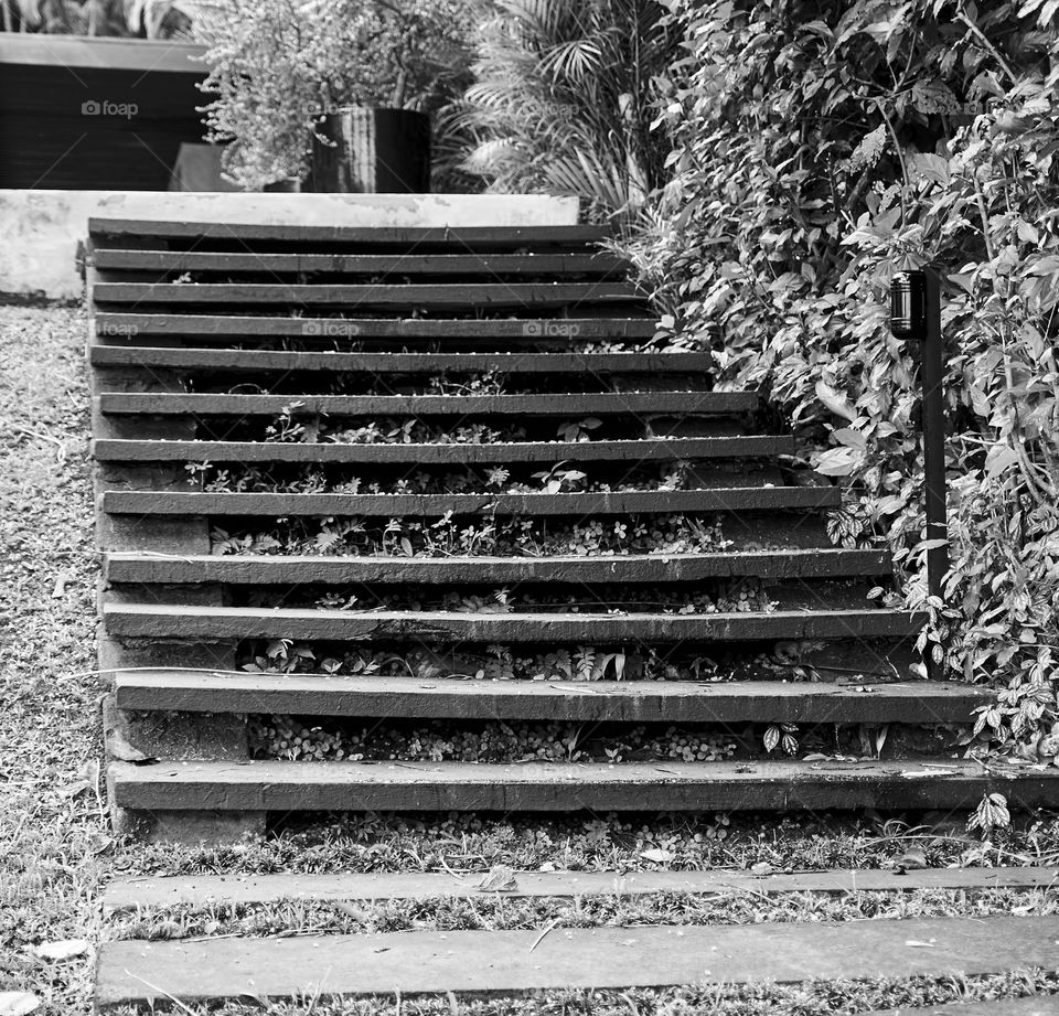 stairs garden monochrome