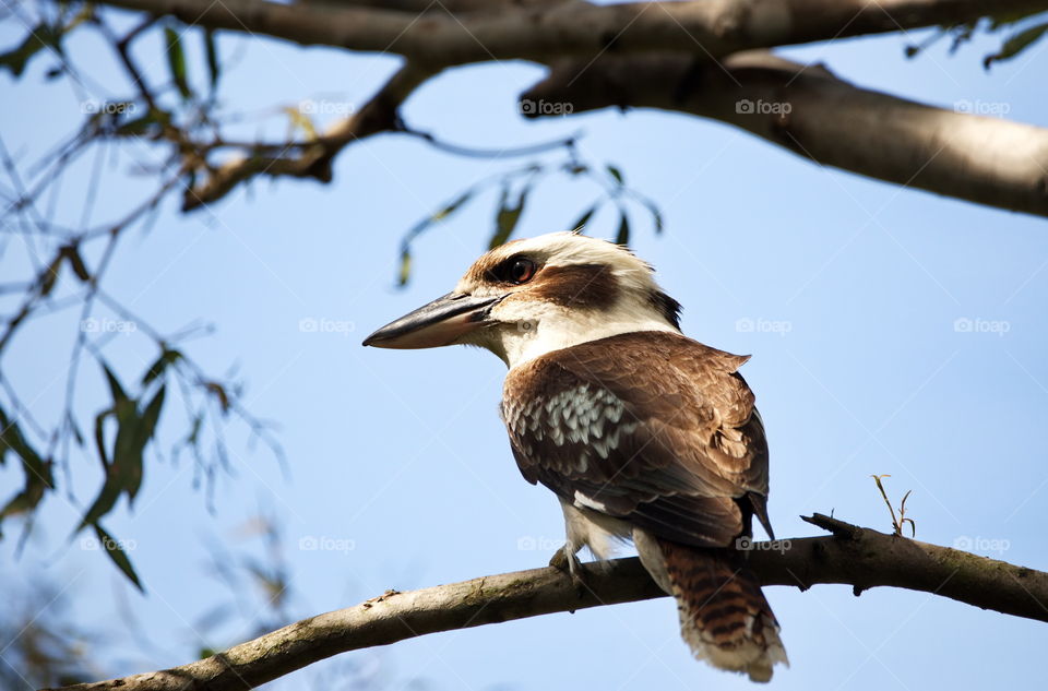 Laughing Kookaburra