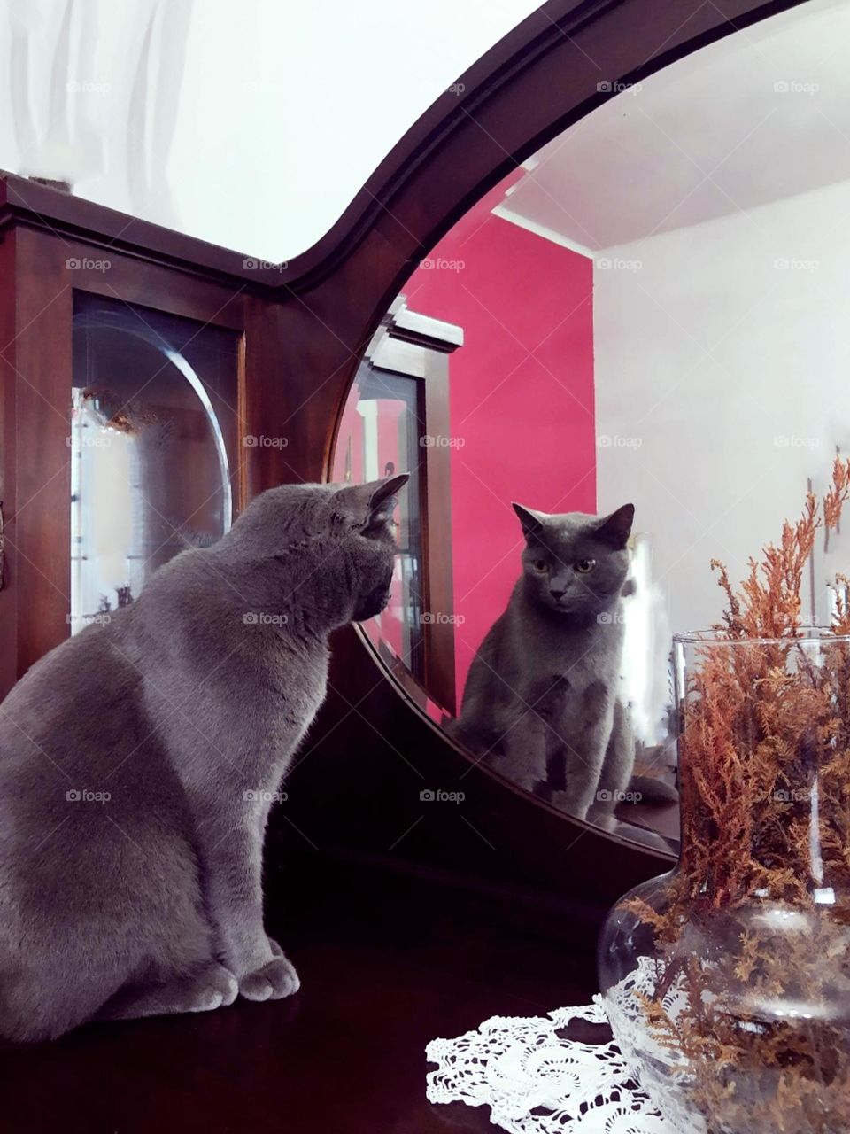 cat at mirror