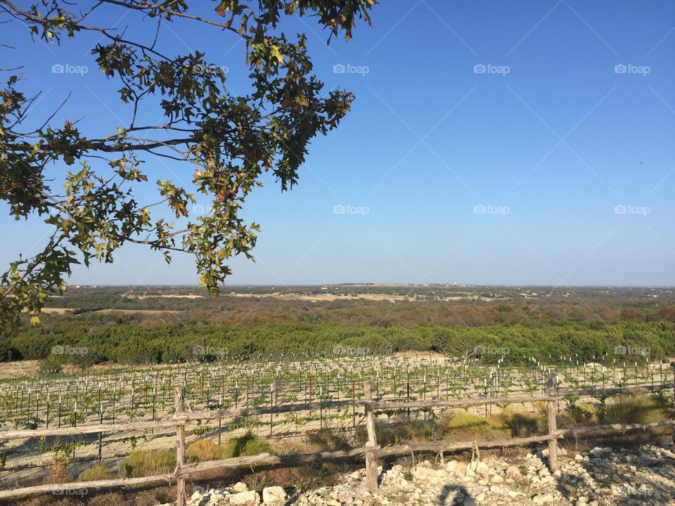 Texas vineyard 