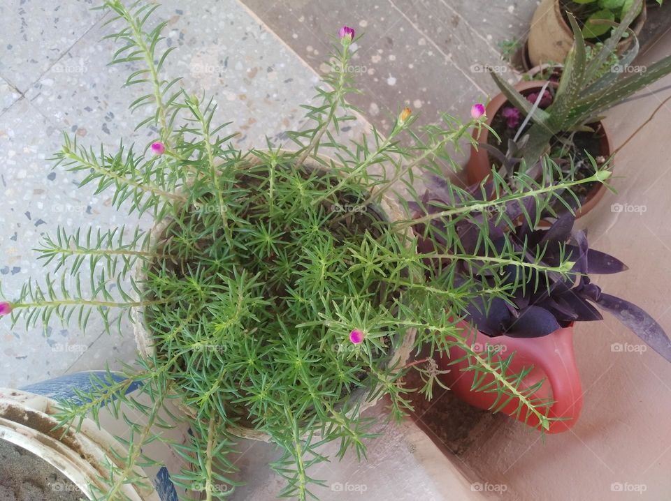 pink flower fresh seasonal looking very beautiful generally found everywhere fresh