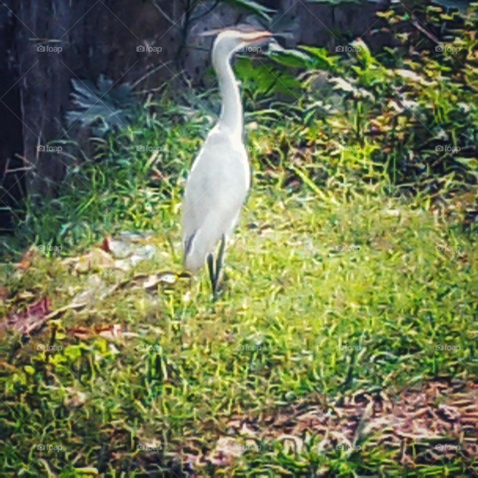 Heron
