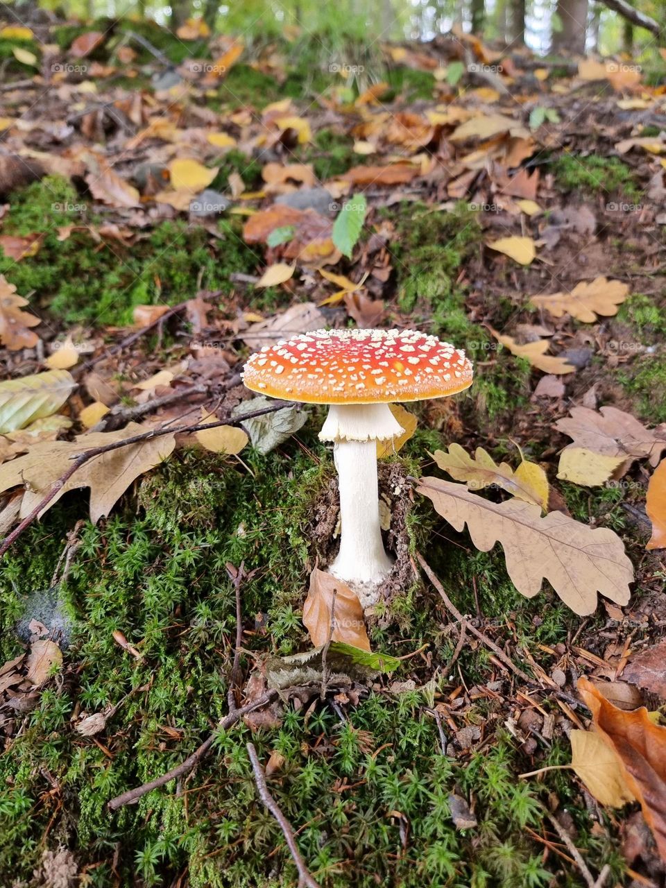 Mushroom and Leaves autumn
