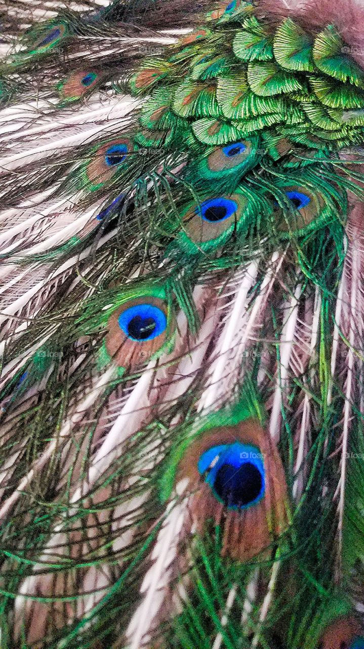 peacock feathers