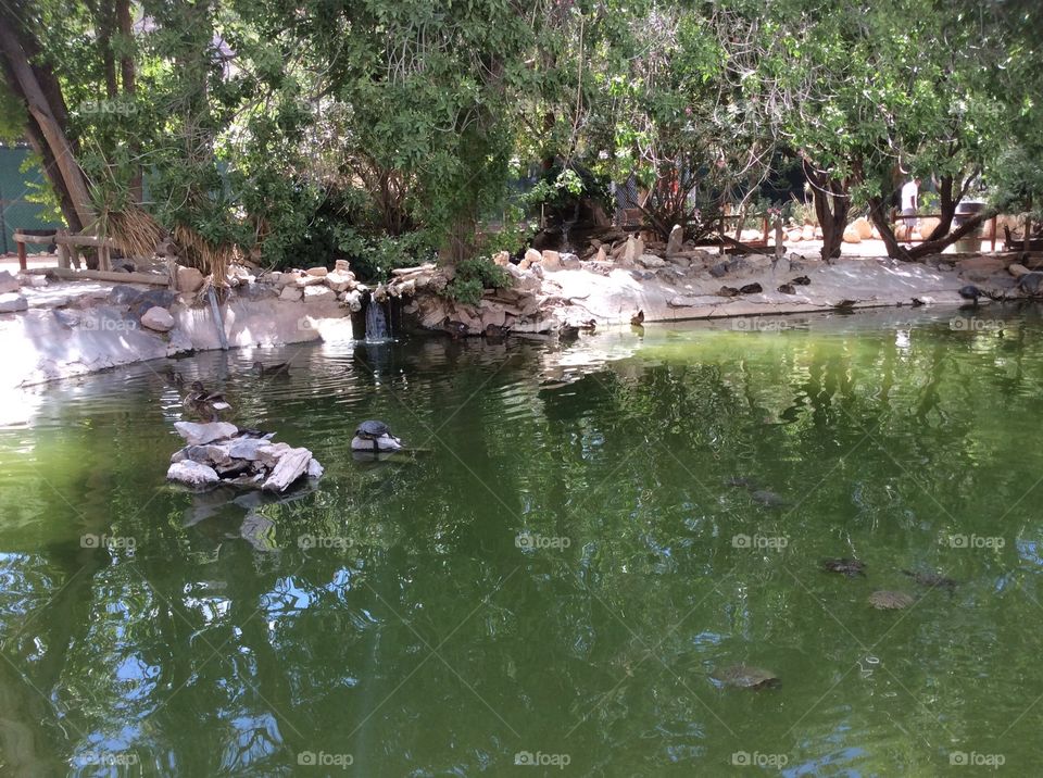 Old Nevada. Taken at Red Rock Canyon.  They have a petting zoo and took a picture of the pond.