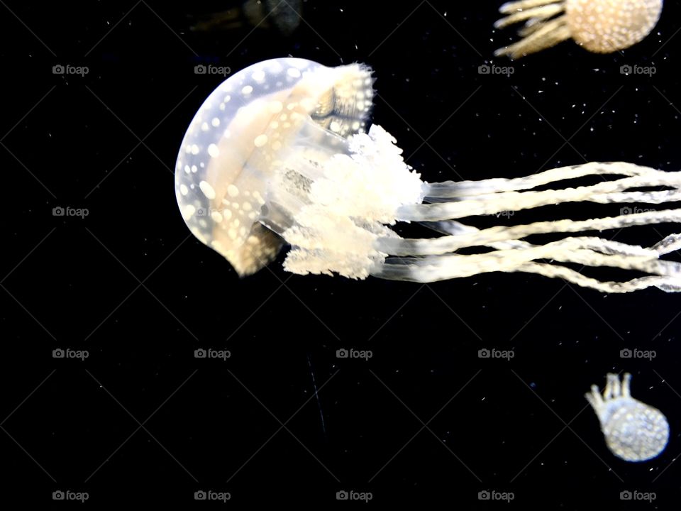 White jellyfish black background 