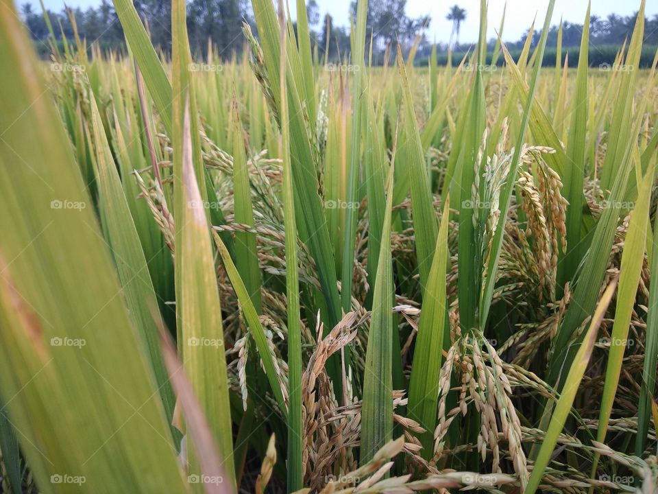 paddy field