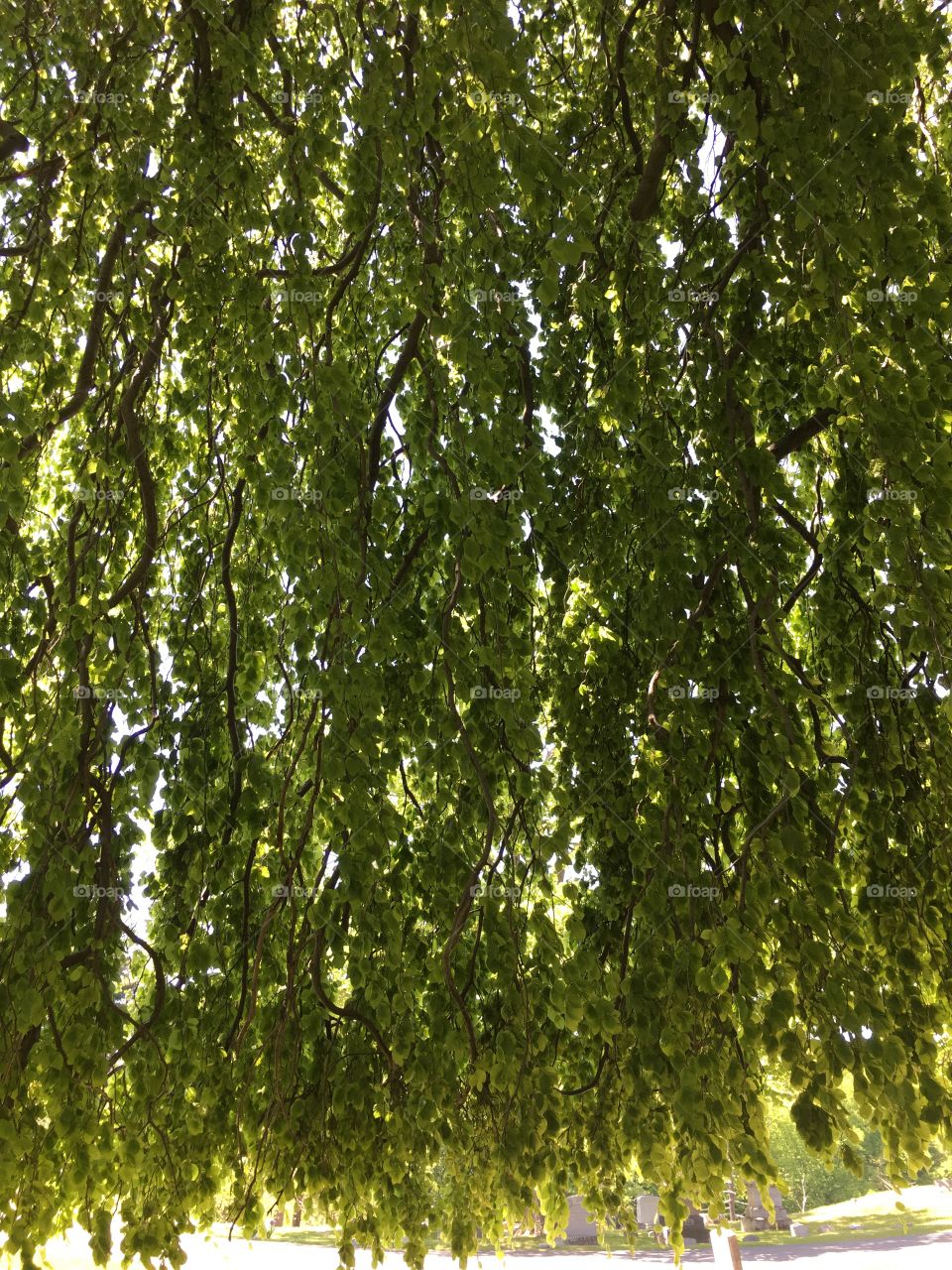 European Weeping Beech