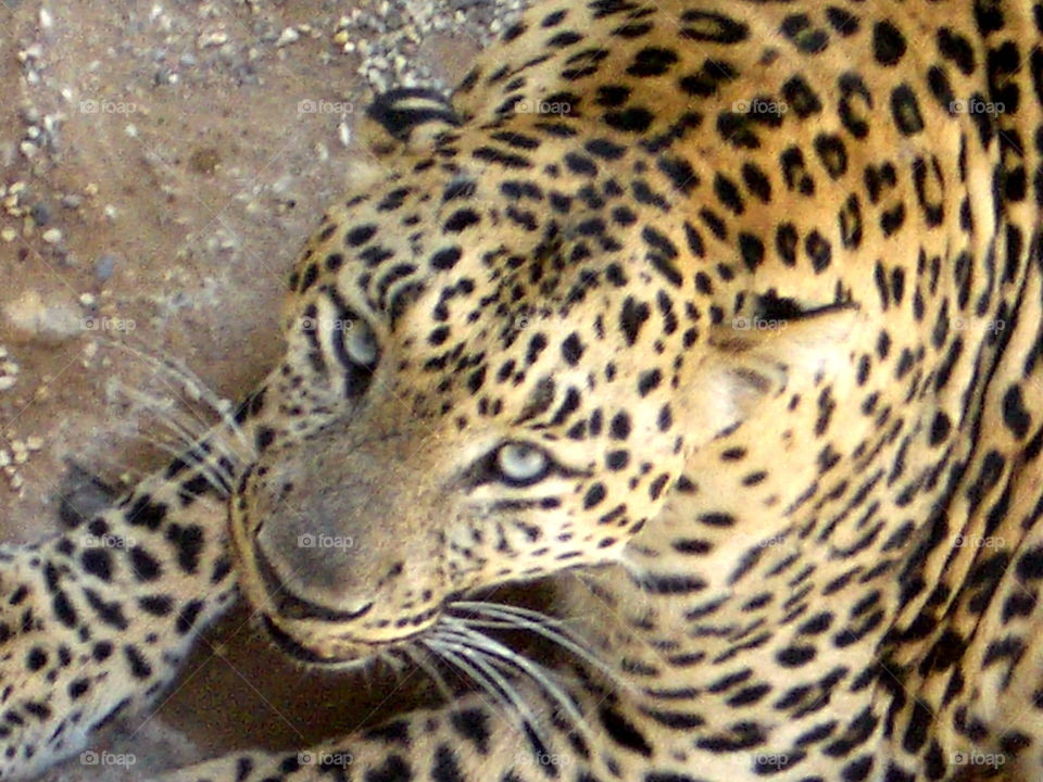 Leopard Looking Up