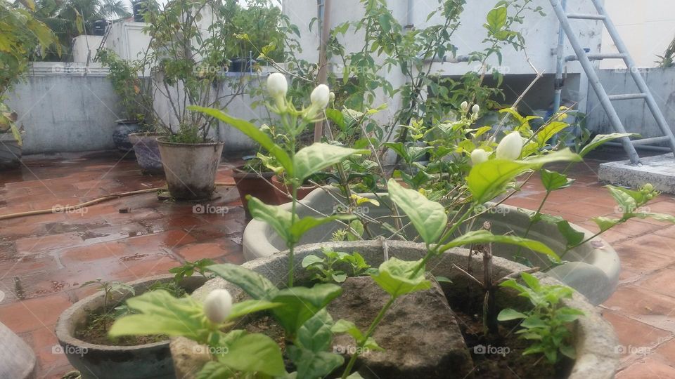 jasmine plants