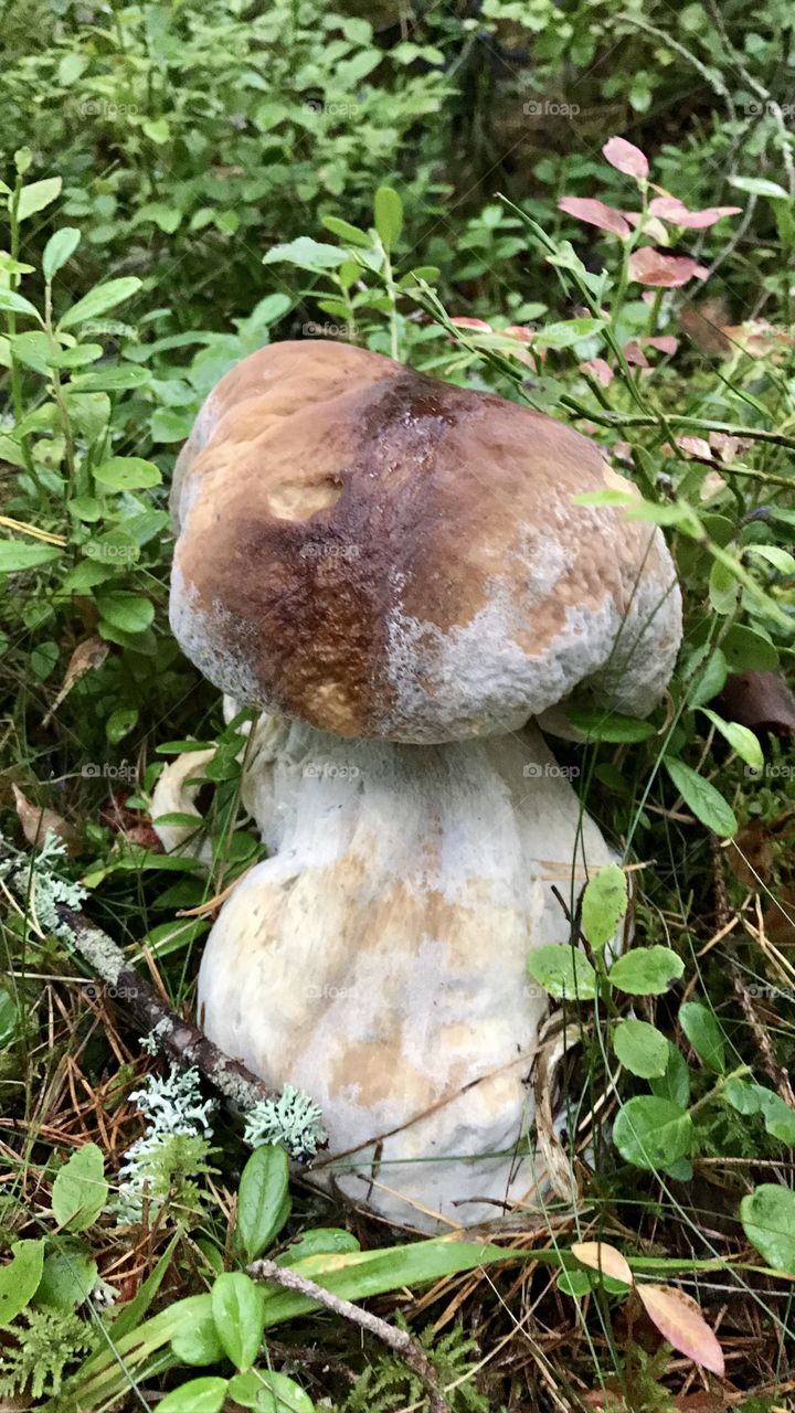Mushroom cep  in the forest