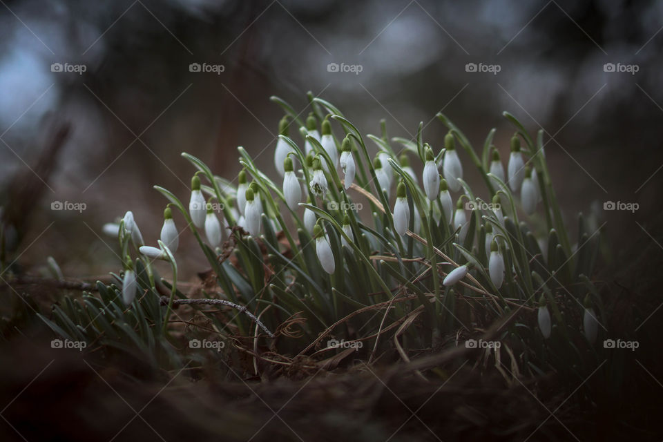 Snowdrops