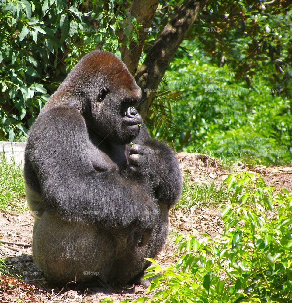 Gorilla