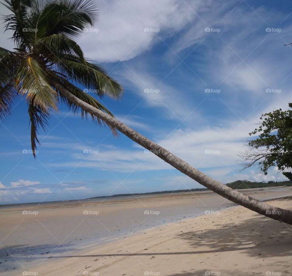 Palm on the beach